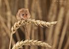 MG 2012  harvest mouse