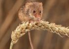 MG 2017  harvest mouse