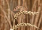 MG 2019  harvest mouse