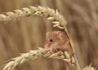 MG 2027  harvest mouse