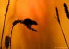 MG 2030  harvest mouse