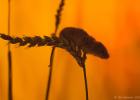 MG 2039  harvest mouse