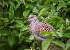 MG 4071-turtle dove-tichwell