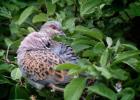 MG 4098-turtle dove-tichwell