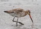 MG 4099-black tailed godwit-tichwell