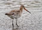 MG 4115-black tailed godwit-tichwell