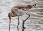 MG 4146-black tailed godwit-tichwell