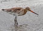 MG 4165-black tailed godwit-tichwell