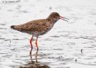 MG 4198-redshank-tichwell