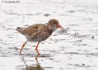 MG 4205-redshank-tichwell