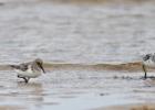 MG 4216-dunlin-tichwell