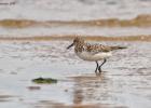 MG 4225-dunlin-tichwell