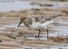 MG 4245-dunlin-tichwell