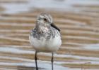 MG 4247-dunlin-tichwell