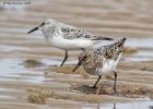 MG 4250-dunlin-tichwell