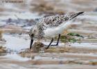 MG 4285-dunlin-tichwell