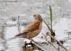 MG 4322-linnet-tichwell