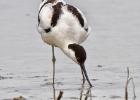 MG 4356-avocette-tichwell