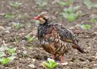 MG 4391-red legged partridge-grt cressingham