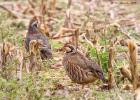 MG 4399-red legged partridge-grt cressingham