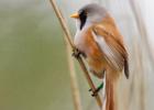 MG 4456-bearded tit-pensthorpe