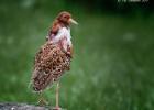 MG 4478-ruff-pensthorpe