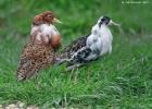 MG 4499-ruffs-pensthorpe