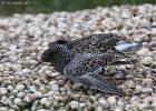 MG 4527-ruff-pensthorpe