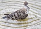 MG 4548-reeve-pensthorpe