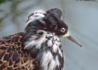 MG 4564-ruff-pensthorpe