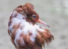 MG 4566-ruff-pensthorpe