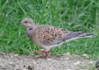 MG 4594-turtle dove-pensthorpe