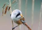 MG 4609-bearded tit-pensthorpe