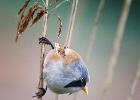 MG 4619-bearded tit-pensthorpe