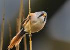 MG 4702-bearded tit-pensthorpe