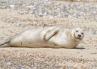 MG 4766-common seal-blakeney point