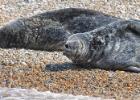 MG 4790-grey seals-blakeney point