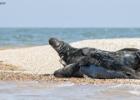 MG 4801-grey seals-blakeney point