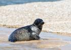 MG 4824-grey seal-blakeney point