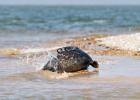 MG 4827-grey seal-blakeney point