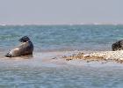 MG 4837-grey seals-blakeney point