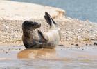 MG 4850-grey seal-blakeney point