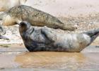 MG 4866-grey seals-blakeney point