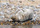 MG 4876-grey seal-blakeney point