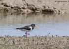 MG 4906-oyster catcher-blakeney point