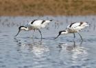 MG 4940-avocettes-cley