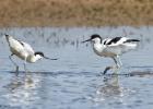 MG 4944-avocettes-cley