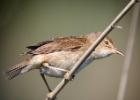 MG 4981-reed warbler-cley