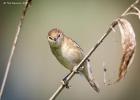 MG 4988-reed warbler-cley