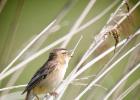 MG 5001-sedge warbler-cley